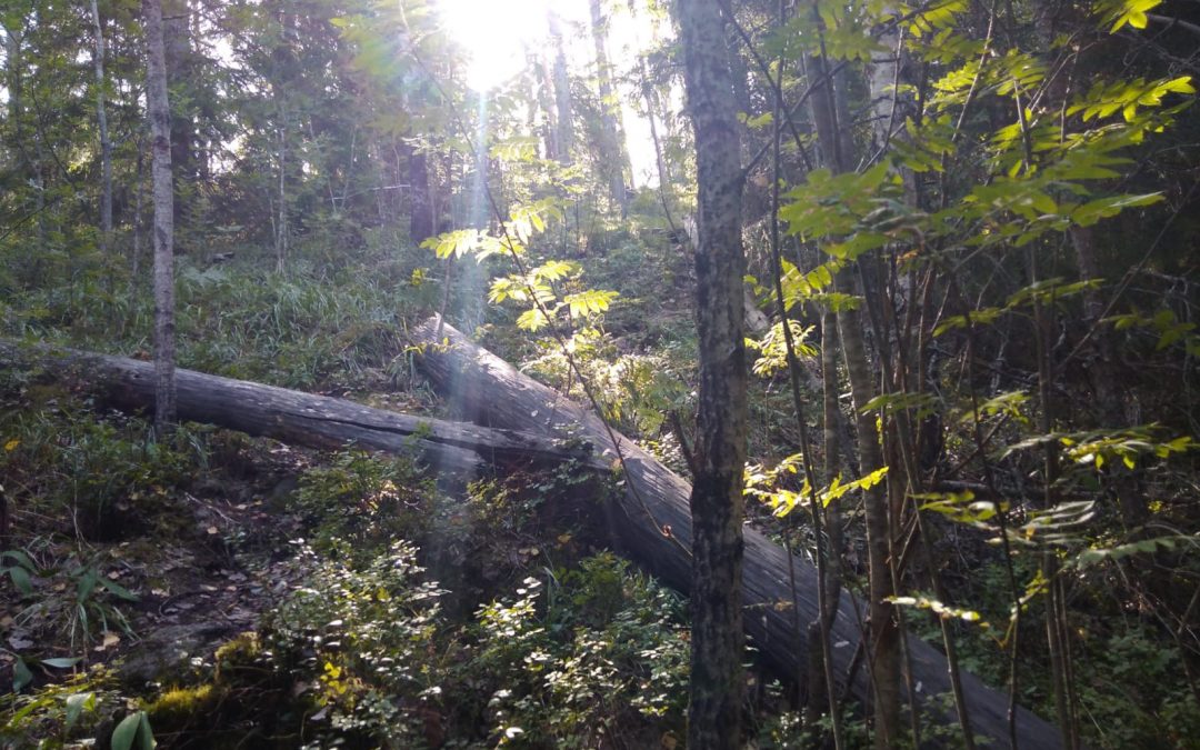 Mikkeli suojelee 158 hehtaaria metsää – 10 vuotta sitten tehty aloite kannatti!